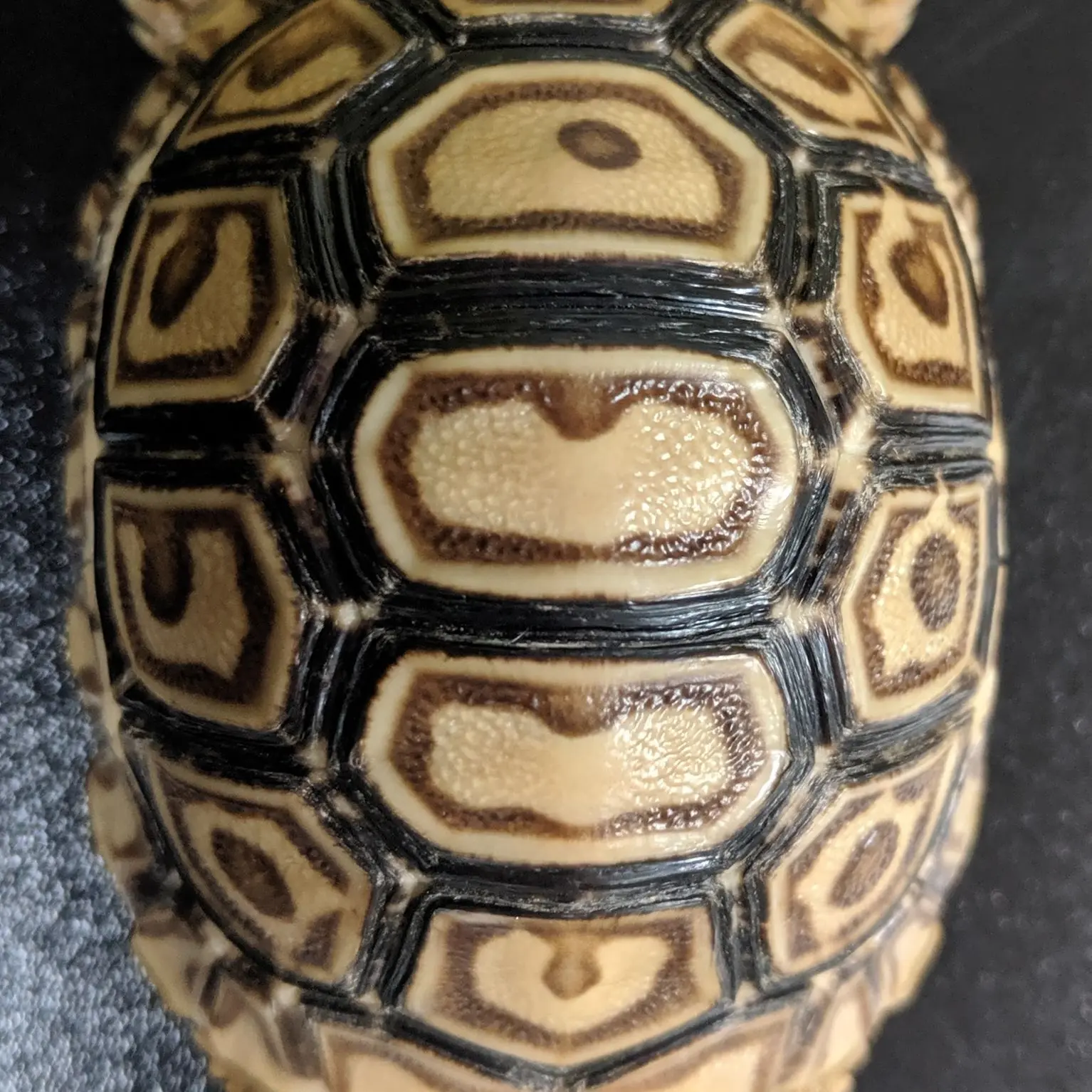 Tortoise - Ready to go kit! Tortoise Kit