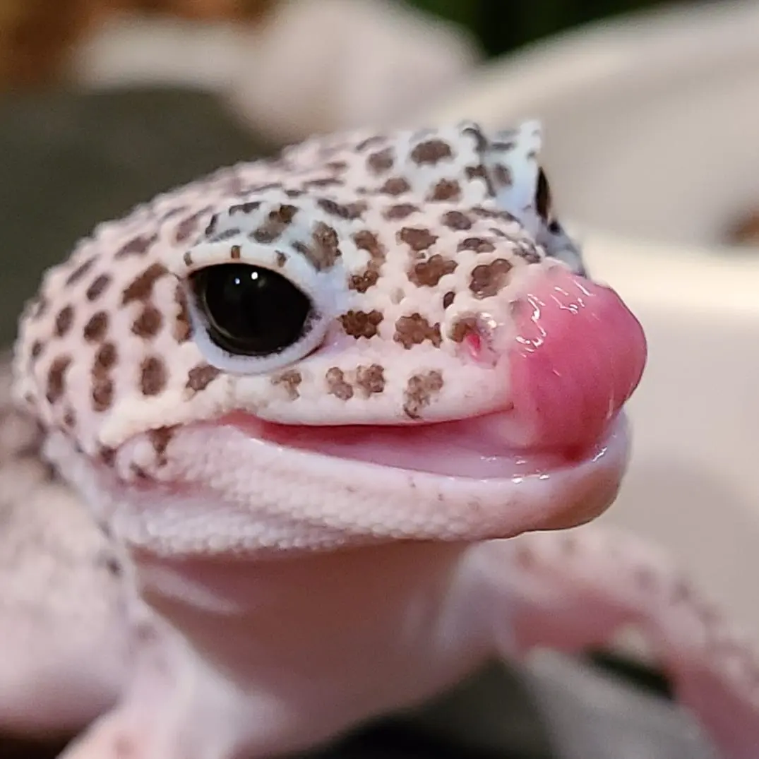 Leopard Gecko - Ready to go kit! Leopard Gecko Kit