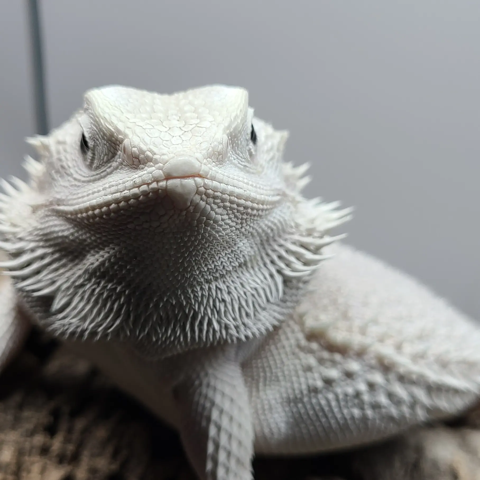 Bearded Dragon - Ready to go kit! Bearded Dragon Kit