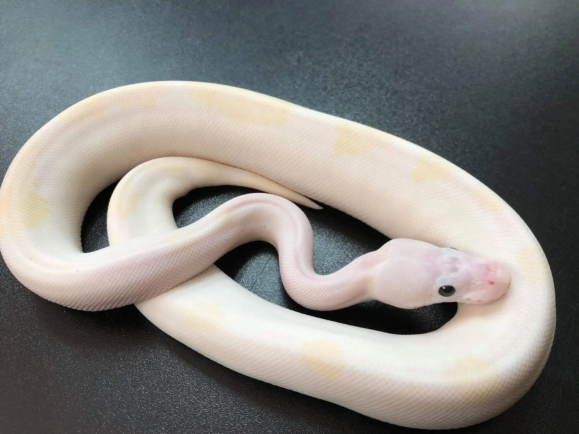 Ball Python - Ready to go kit! Ball Python Kit