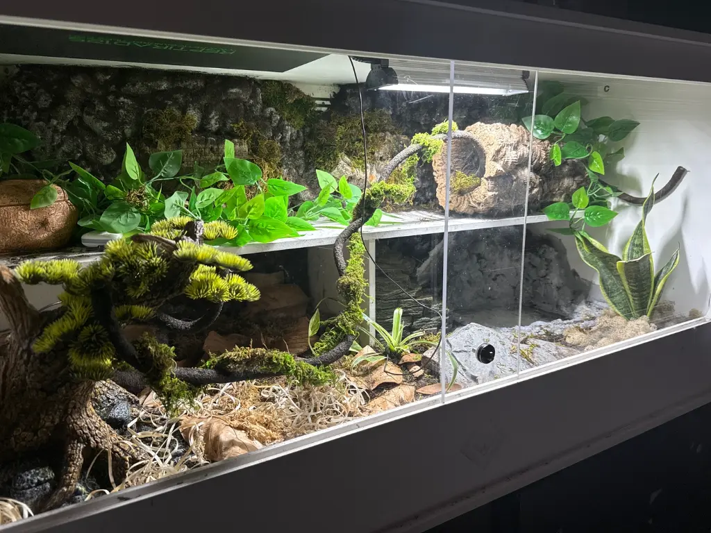 blackbox-xt4-white-reptile-enclosure-48x24x24-permshelf-RHP-LED-grow-bioactive-empty.webp