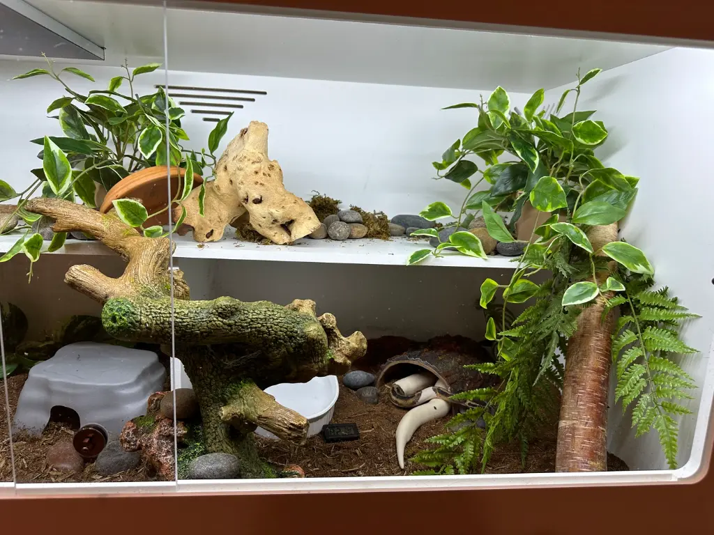 blackbox-xt4-white-reptile-enclosure-48x24x24-permshelfs-build.webp