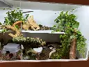 blackbox-xt4-white-reptile-enclosure-48x24x24-permshelfs-build.webp