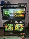 blackbox-xt4-black-reptile-enclosure-48x24x24-half-screen-top.webp