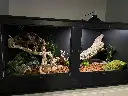 blackbox-xt4-black-reptile-enclosure-48x24x24-single-8.5-screen-cutout-build.webp