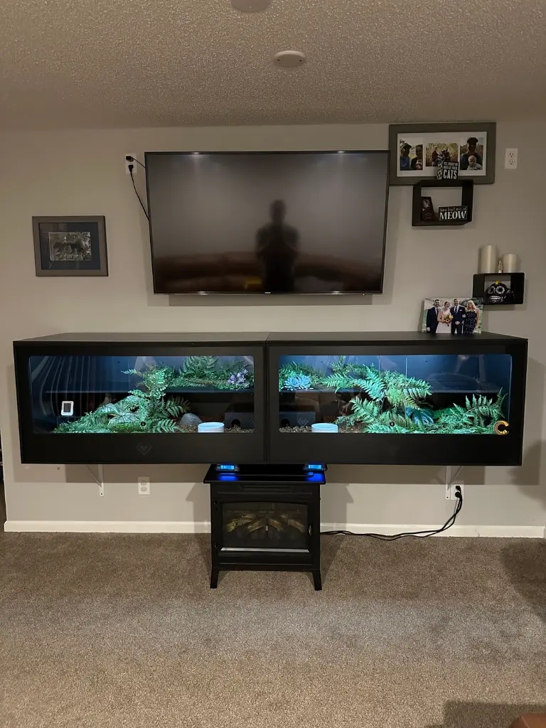 blackbox-xt4-black-reptile-enclosure-48x24x24-perm-shelf-floating-shelf-build.webp