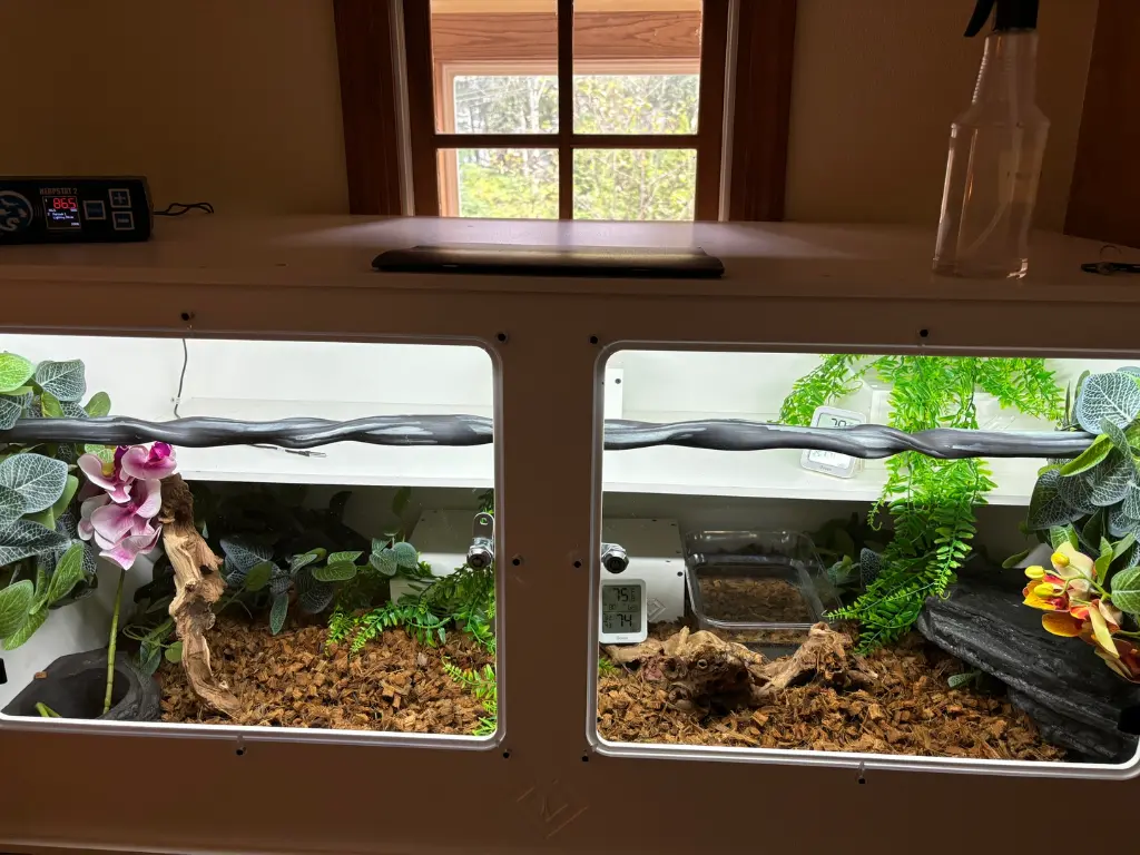 blackbox-xt4-white-reptile-enclosure-48x24x24-permshelf-perch-holders-build.webp