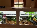 blackbox-xt4-white-reptile-enclosure-48x24x24-permshelf-perch-holders-build.webp