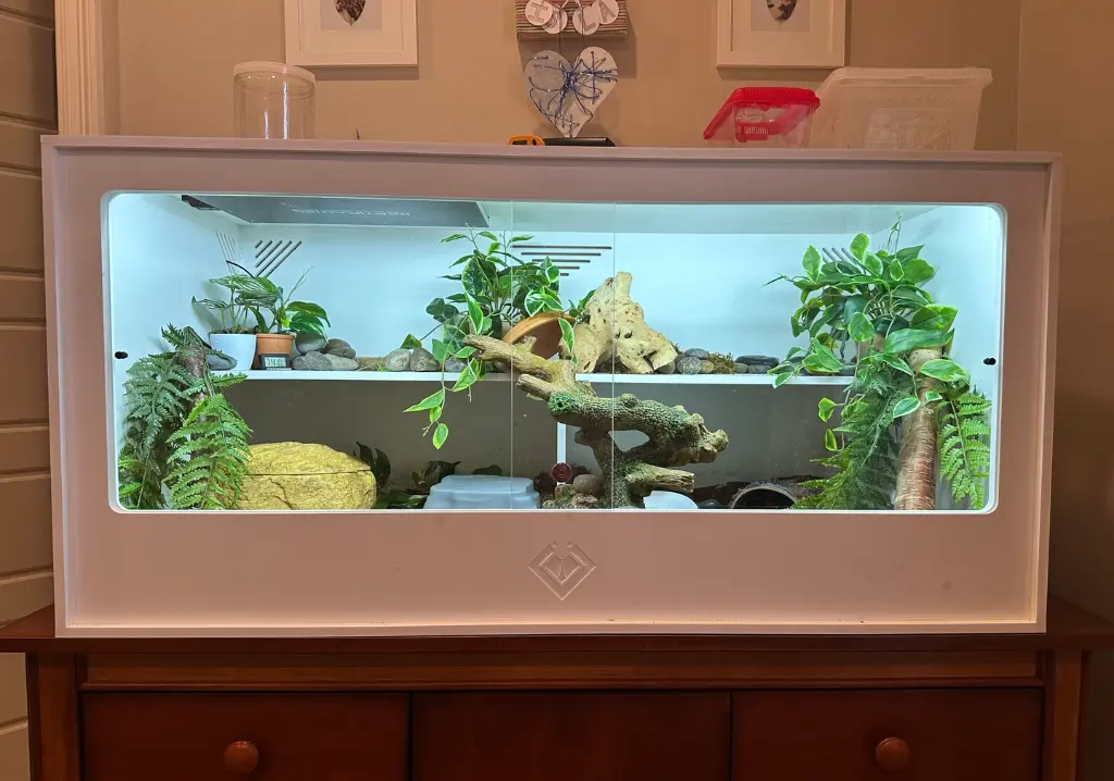 blackbox-xt4-white-reptile-enclosure-48x24x24-permshelf-RHP-LED.webp