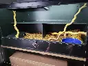blackbox-xt4-black-reptile-enclosure-48x24x24-single-drop-window-permshelf-build.webp