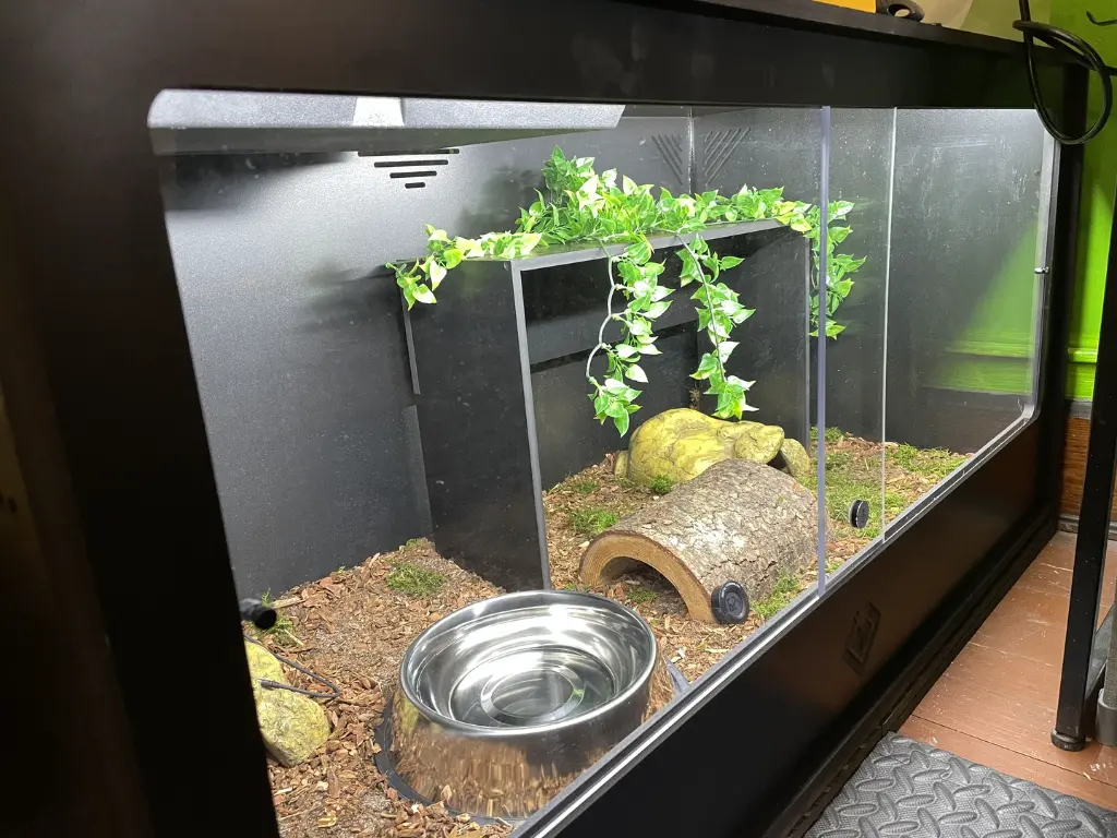 blackbox-xt4-black-reptile-enclosure-48x24x24-RHP-LED-removable-shelf-build.webp