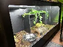 blackbox-xt4-black-reptile-enclosure-48x24x24-RHP-LED-removable-shelf-build.webp