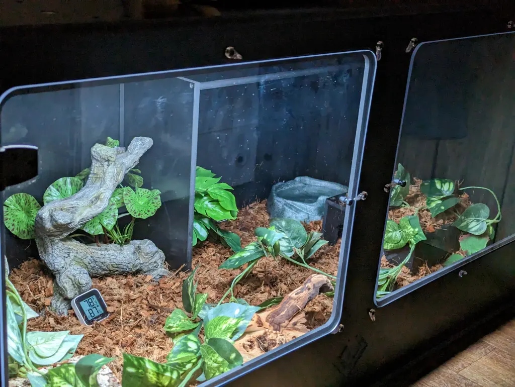blackbox-xt4-black-reptile-enclosure-48x24x24-tall-removable-shelf-build.webp