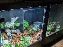 blackbox-xt4-black-reptile-enclosure-48x24x24-tall-removable-shelf-build.webp