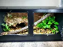 blackbox-xt4-black-reptile-enclosure-48x24x24-swing-out-windows-cave-build.webp
