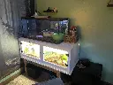 blackbox-xt4-white-reptile-enclosure-48x24x18-build.webp
