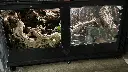 blackbox-xt4-black-reptile-enclosure-48x24x24-bioactive-dolly-build.webp