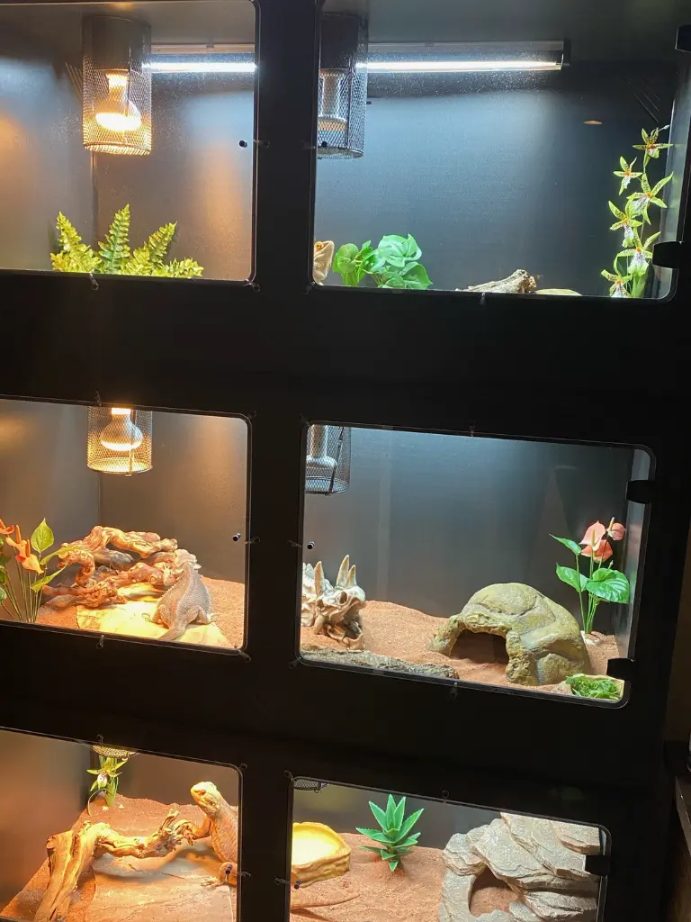 blackbox-xt4-black-reptile-enclosure-48x24x24-bearded-dragon-build.webp