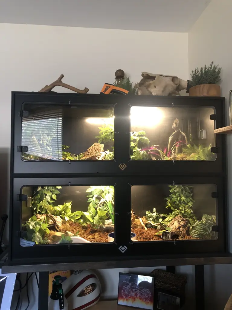blackbox-xt4-black-reptile-enclosure-48x24x18-swing-out-windows-build.webp