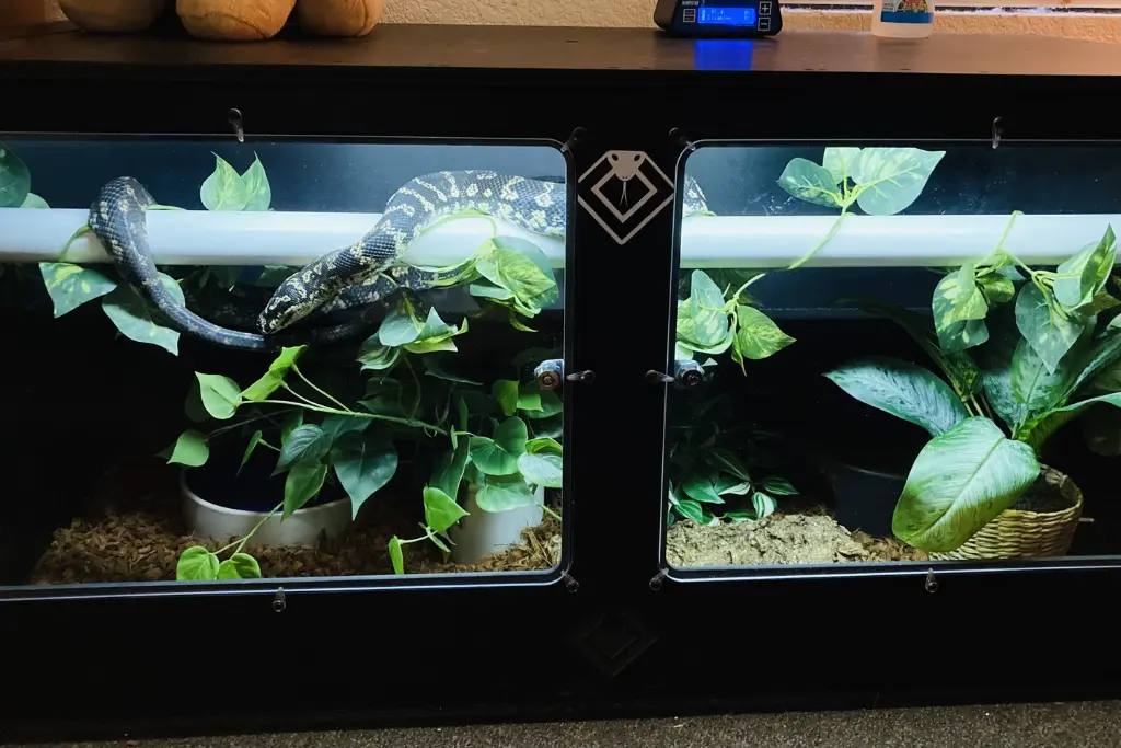 blackbox-xt4-black-reptile-enclosure-48x24x24-perch-holders-build.webp