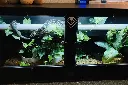 blackbox-xt4-black-reptile-enclosure-48x24x24-perch-holders-build.webp