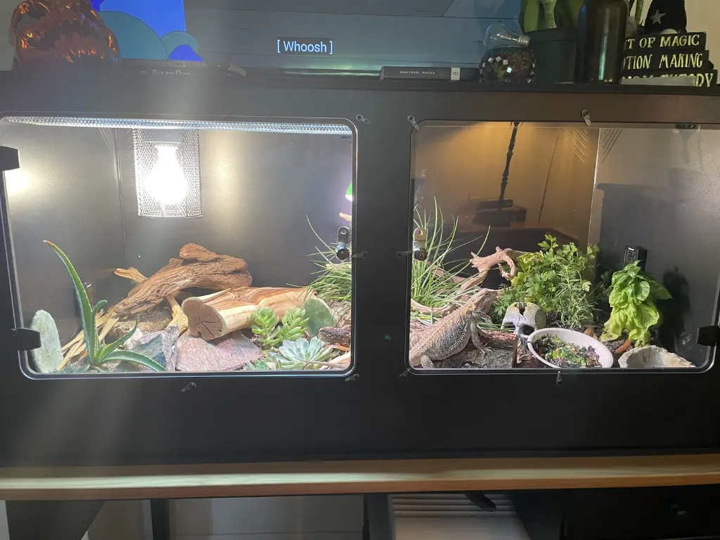 blackbox-xt4-black-reptile-enclosure-48x24x24-grow-bioactive-lamp-holder-uvb-guard.webp