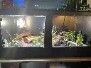 blackbox-xt4-black-reptile-enclosure-48x24x24-grow-bioactive-lamp-holder-uvb-guard.webp