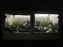 blackbox-xt4-white-reptile-enclosure-48x24x24-artificial-plant-build.webp