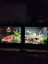 blackbox-xt4-black-reptile-enclosure-48x24x24-swing-out-windows-lamp-holders-uvb-build.webp