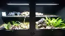 blackbox-xt4-black-reptile-enclosure-48x24x24-grow-bioactive-build.webp
