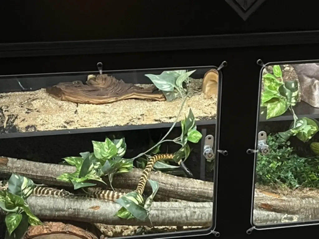blackbox-xt4-black-reptile-enclosure-48x24x24-permshelf-snake-build.webp