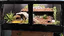 blackbox-xt4-black-reptile-enclosure-48x24x24-swing-out-removable-shelf-build.webp