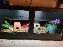 blackbox-xt4-black-reptile-enclosure-48x24x24-swing-out-permshelf-build.webp
