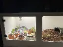 blackbox-xt4-black-reptile-enclosure-48x24x24-plant-grow-lamp-holder.webp