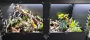 blackbox-xt4-black-reptile-enclosure-48x24x24-bioactive-build.webp