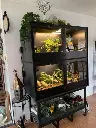 blackbox-xt4-black-reptile-enclosure-48x24x24-permshelf-RHP-LED-2-stack.webp