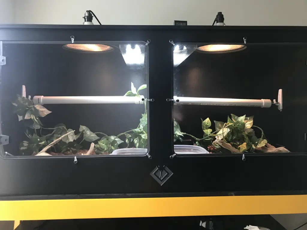 blackbox-xt4-black-reptile-enclosure-48x24x24-permanent-divider-screen-cutout-uvb-tbuild.webp