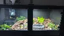 blackbox-xt4-black-reptile-enclosure-48x24x24-lamp-holder-build.webp