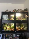 blackbox-xt4-black-reptile-enclosure-48x24x18-swing-out-windows-build.webp